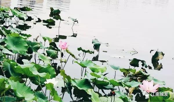 江南荷葉、蓮花